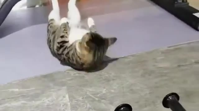 Cat exercise | Funny Video | rumble funny video