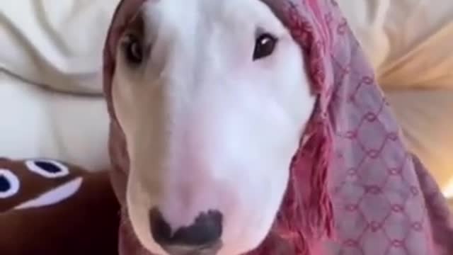 Beauty dog funny look