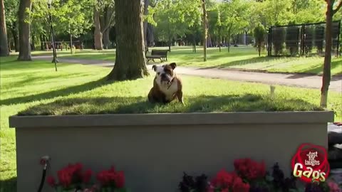 TRY NOT TO LAUGH 😆 Best Funny Videos Compilation 😂😁😆