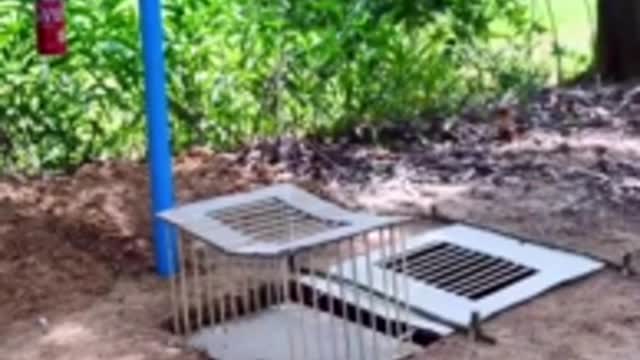 The creative man made a machine for pigeons