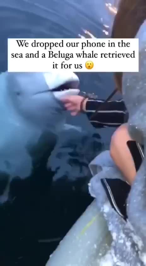 Whale Retrieves Phone dropped in the ocean...a mammal angel at work!