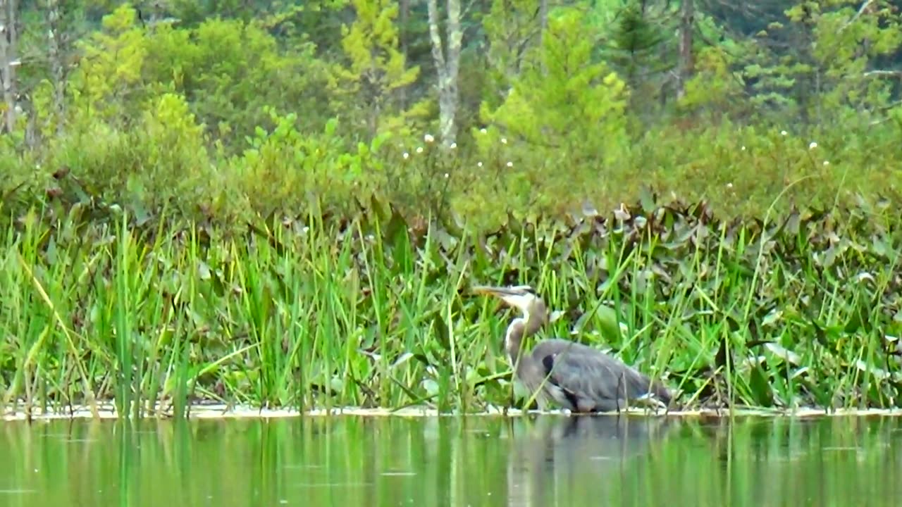 Great Blue Heron