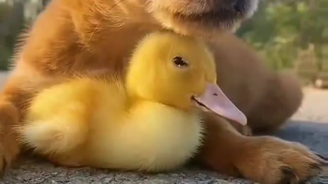 Cute dog hen funny dogs videos