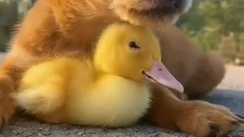 Cute dog hen funny dogs videos