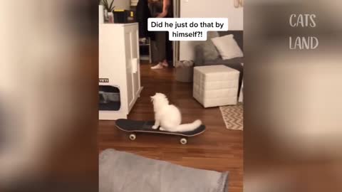 A cat on a skateboard