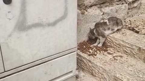 Series1: Jerusalem cats Day10 (Vid5/12)