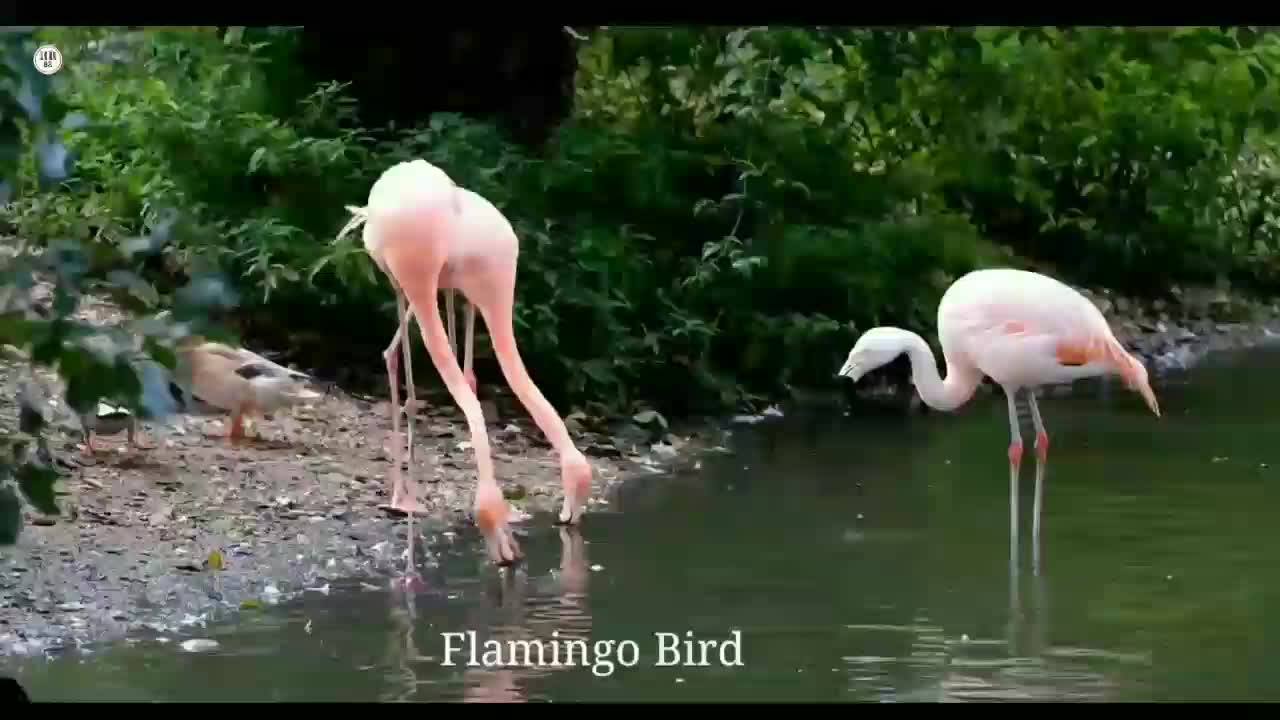 Amazing fishing Bird Flamingo | 4k ultra Hd bird Video