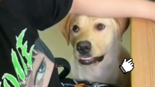Dog eat lollipop