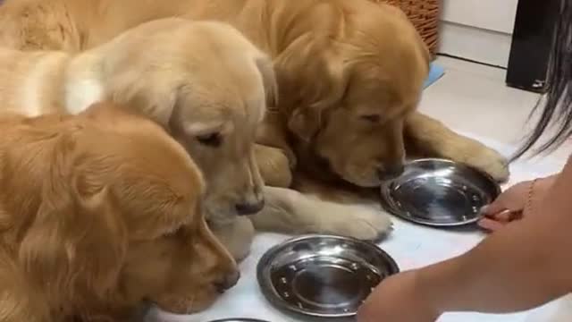 Eat watermelon#dog #cat #pet #pets #cute #fyp #TreatYourPet #Rags2Riches
