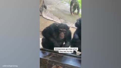 The funniest thing 🤣😅🤣😅 animals