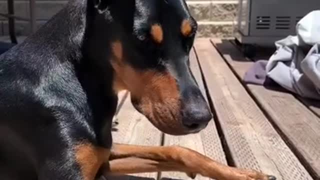 I Love Pets - Funny Pets Video Clips #Funny Pets