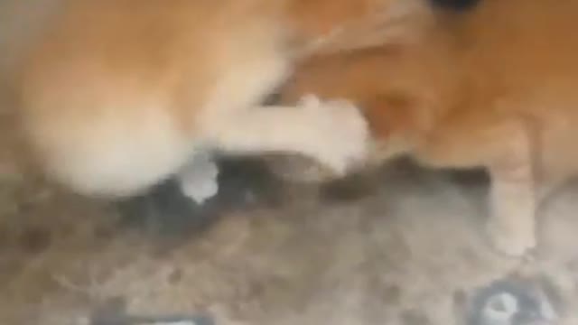 Two Cute Kittens trying to Fight and Doing Funny Things