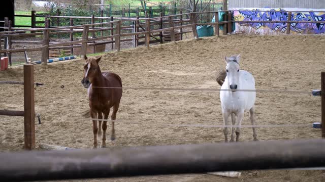 The mother refuses to sleep with her son and the teenage horse wants that