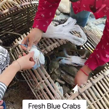 Where to get fresh seafood in my homeland