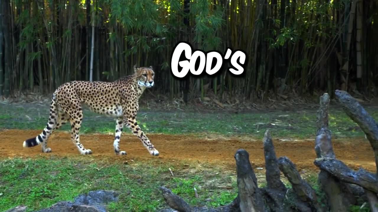 CHEETAH - God's Amazing Animal