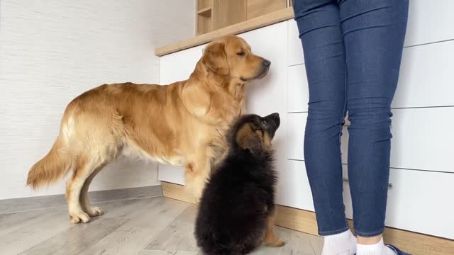 My Dog Teaches My German Shepherd Puppy How to Beg for food.