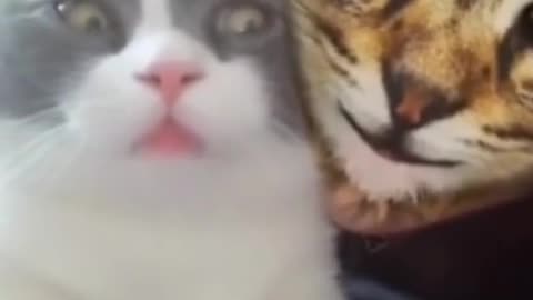Funny Cat 🙀