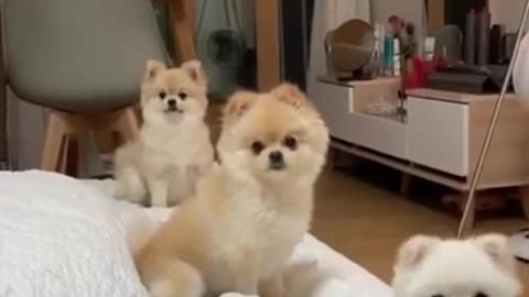 Cute puppies