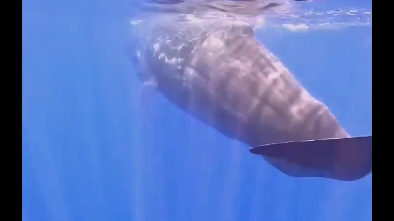 Whale , big whale !