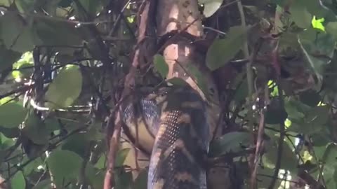 Twelve Foot Python Climbs Tree