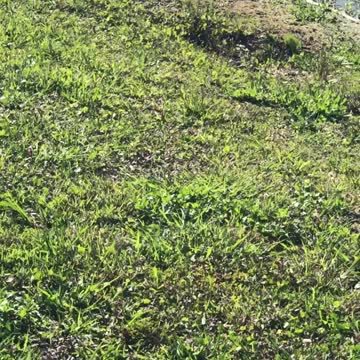 Dog Walks “Away” From Gator In Paradise Part 2