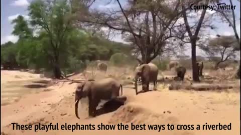 Learn how to cross a riverbed from these playful elephants