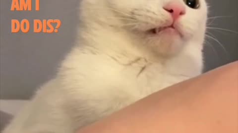 Why I'm bite hooman? 😿