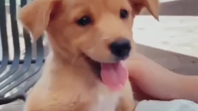 Dog Relaxingg Cute Dog Videos and TIKTOK Compilation #short