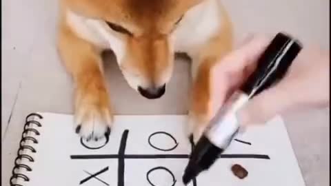 Genius dog