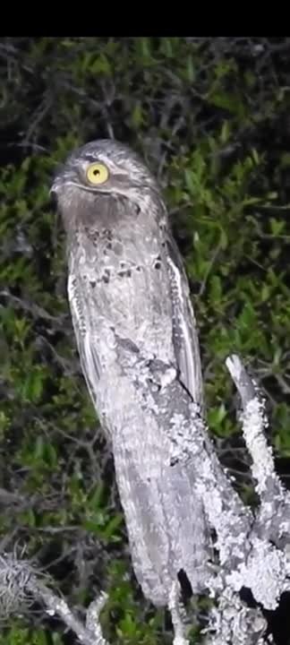 bird of the devil calling for someone !!!! who will be