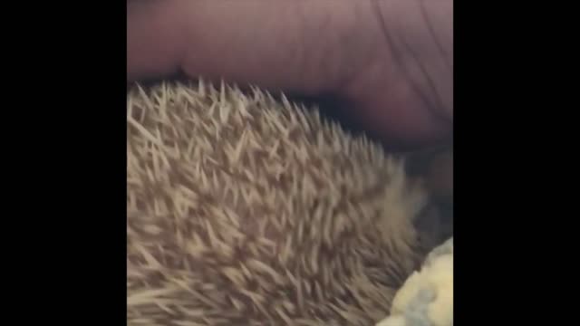 funny hedgehog looking at the camera