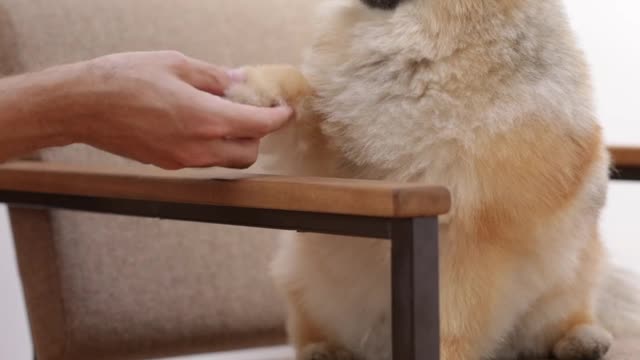 Puppy shakes hand | Puppy cute | Shake hand | pet