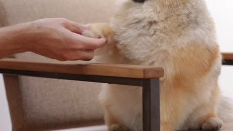 Puppy shakes hand | Puppy cute | Shake hand | pet