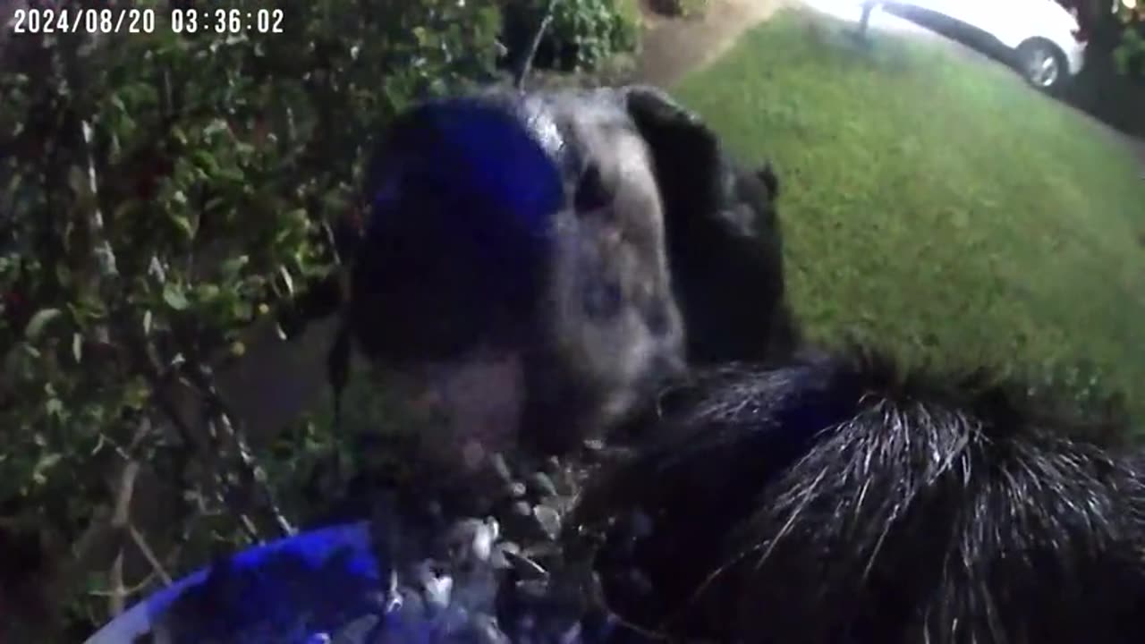 Black Bear Slurps Bird Feeder