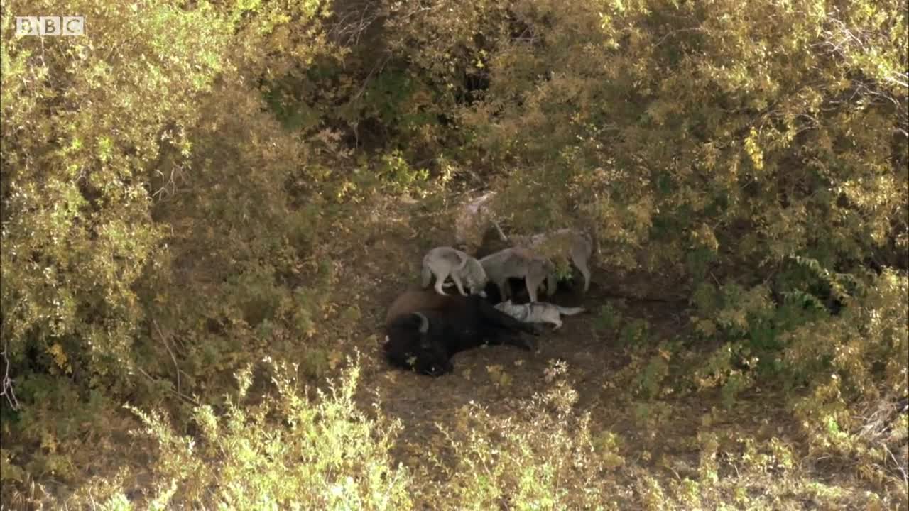 How Wolves Outsmart Buffalo During Hunting | BBC Earth