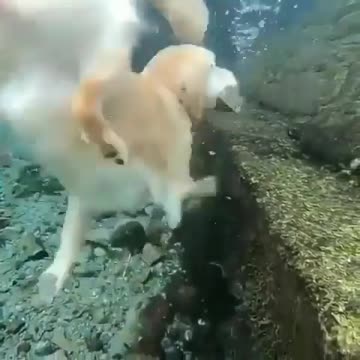 This dog deserves the best treats ever What Do You Think?