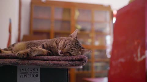 Beautifully Sleeping Cute Cat