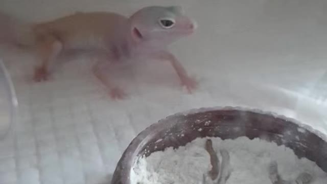 Yami Mealworm Leopard Gecko Lizard