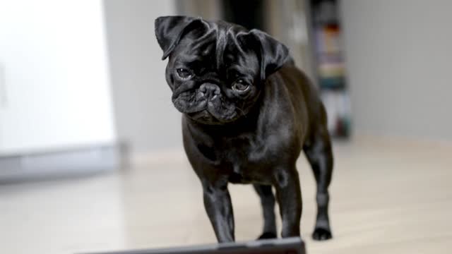 Pug confused by tablet, head tilt ensues