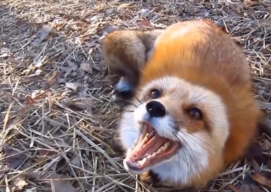 Adorable Baby Fox Playing