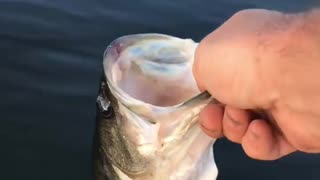 Releasing a healthy bass