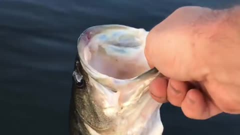 Releasing a healthy bass