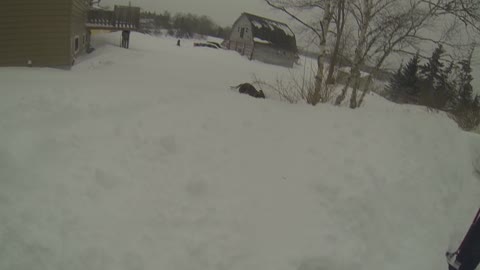 Dog in Deep snow