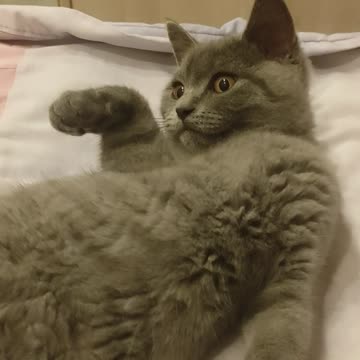 Cat enjoying life and being the cutest ever 🐈🐱