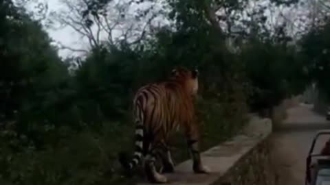 Wildlife in closer view with a natural perspective.