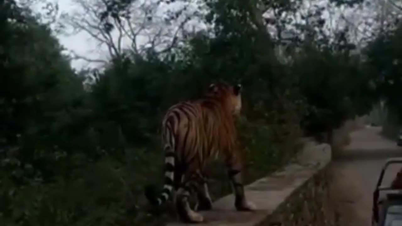 Wildlife in closer view with a natural perspective.