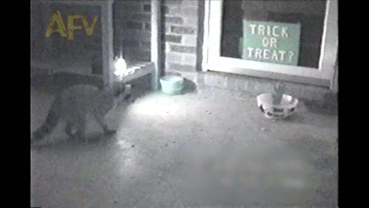 Halloween Candy Bowl Keeps Scaring Curious Raccoons