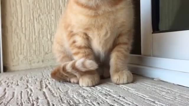 Very very cute blond kitten