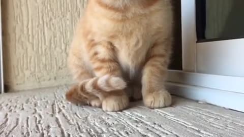 Very very cute blond kitten