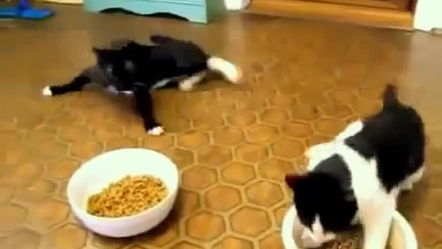 Cat want to eat food | funny cat walk |